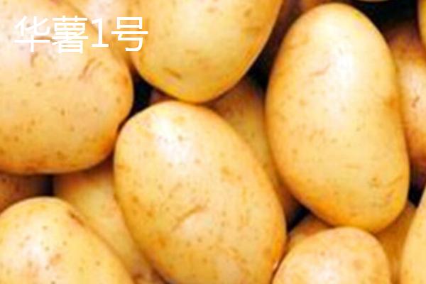 土豆品种介绍,不同品种的生育期不同