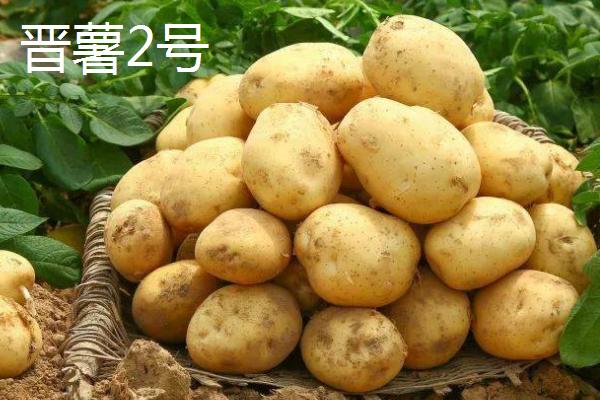 土豆品种介绍,不同品种的生育期不同