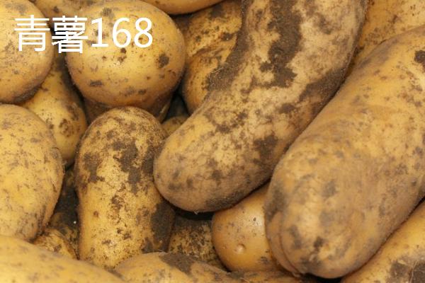 土豆品种介绍,不同品种的生育期不同