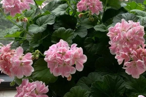 天竺葵老枝存活的时间,养殖得当可以活3-5年左右