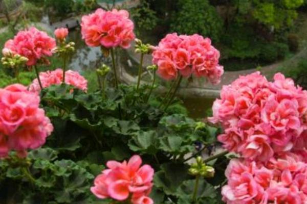 天竺葵老枝存活的时间,养殖得当可以活3-5年左右