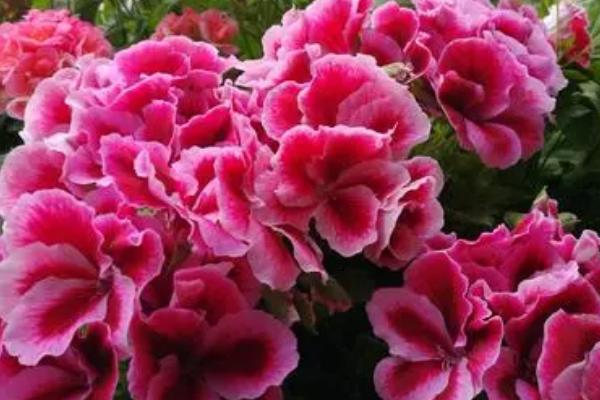 天竺葵老枝存活的时间,养殖得当可以活3-5年左右