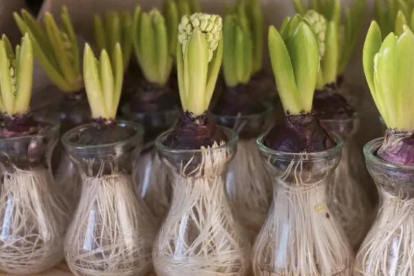 风信子的栽培技术，可土培也可水培