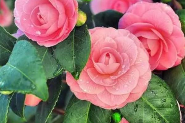 山茶花的特点，每年的1-4月份开花