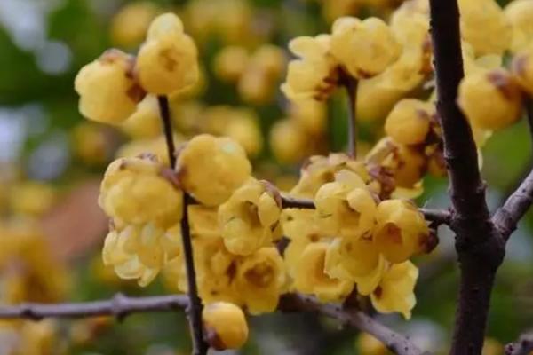 腊梅喜欢酸性还是碱性,喜欢中性或微酸性的沙质土壤