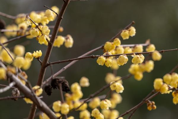 腊梅喜欢酸性还是碱性,喜欢中性或微酸性的沙质土壤