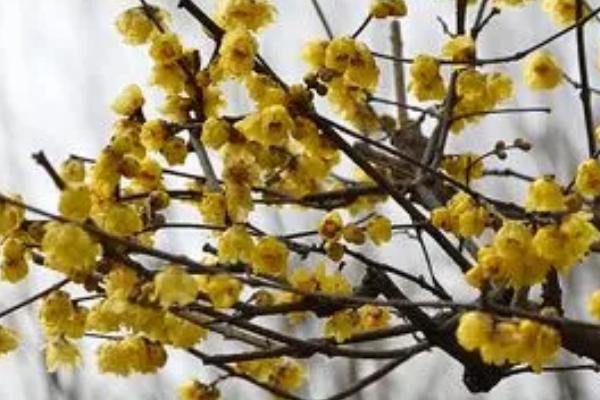 腊梅喜欢酸性还是碱性,喜欢中性或微酸性的沙质土壤