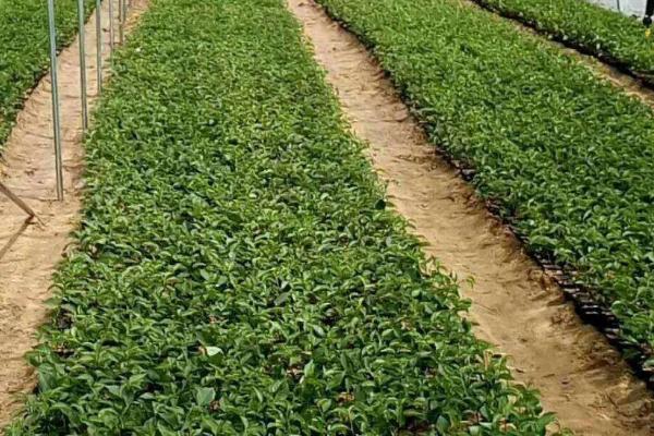 樱桃怎样育苗,育苗前需浸种