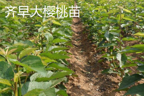 樱桃怎样育苗,育苗前需浸种