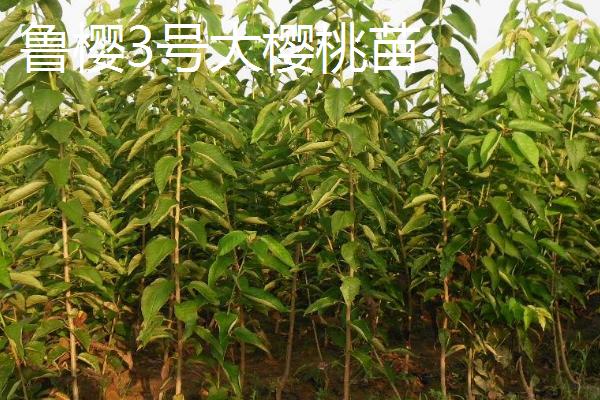 樱桃怎样育苗,育苗前需浸种