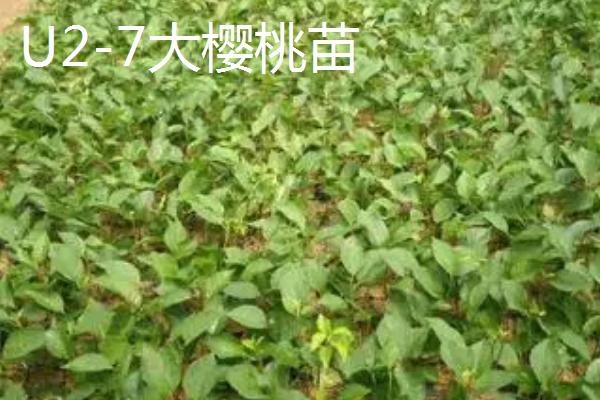 樱桃怎样育苗,育苗前需浸种