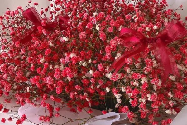 满天星的花语,不同颜色的花语不同