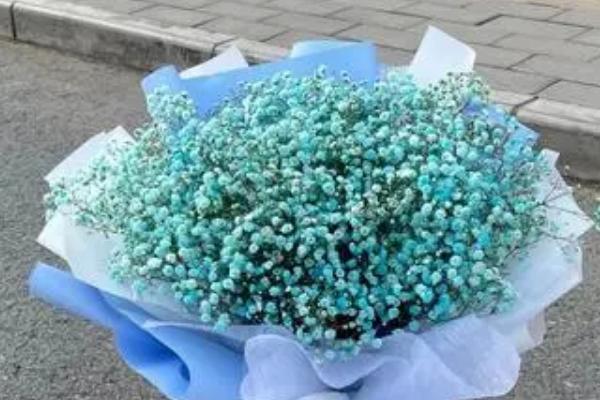 满天星的花语,不同颜色的花语不同