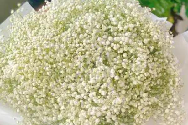 满天星的花语,不同颜色的花语不同