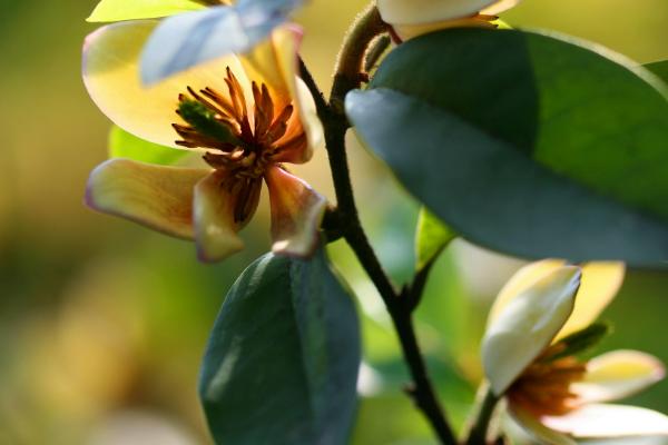 含笑花叶子有黑斑且掉叶子的原因及解决办法，土壤不适、水肥不当均会导致