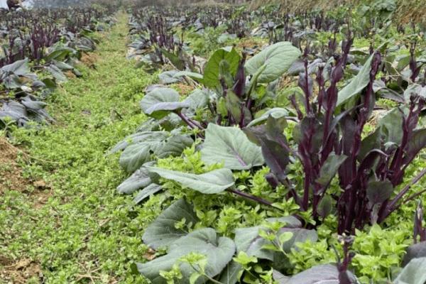 红油菜苔的种植时间,8月份播种种植