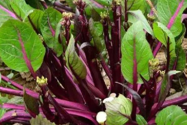 红油菜苔的种植时间,8月份播种种植