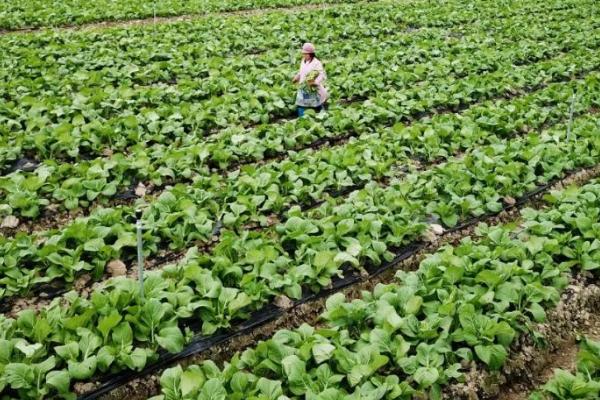 红油菜苔的种植时间,8月份播种种植