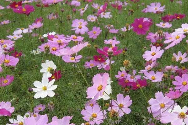 波斯菊种子的种植方法,整地深度控制在20-30厘米