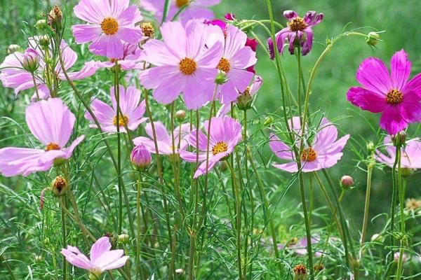 波斯菊种子的种植方法,整地深度控制在20-30厘米