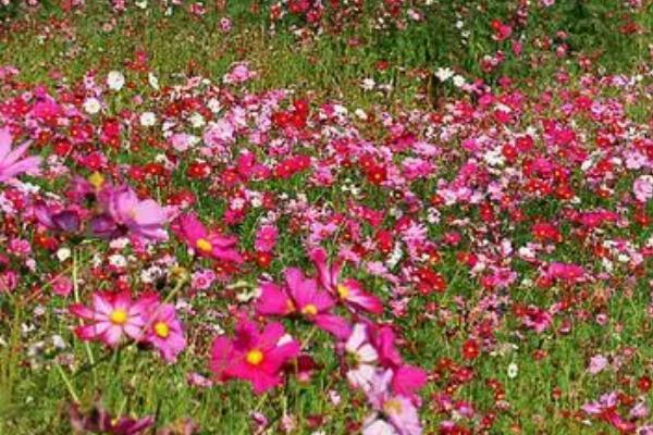 波斯菊种子的种植方法,整地深度控制在20-30厘米