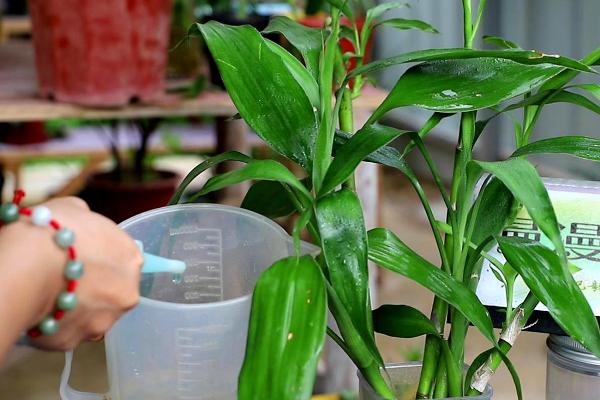 富贵竹怎么换水,每隔3-10天换水一次