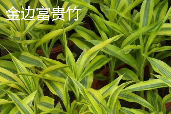 富贵竹怎么换水,每隔3-10天换水一次