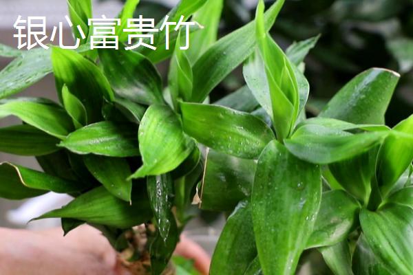 富贵竹怎么换水,每隔3-10天换水一次