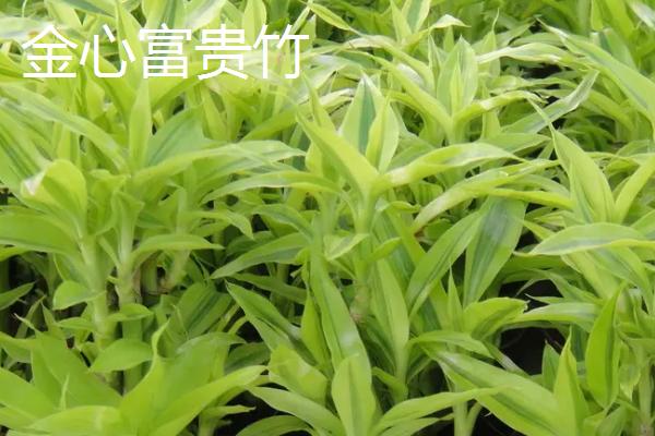 富贵竹怎么换水,每隔3-10天换水一次