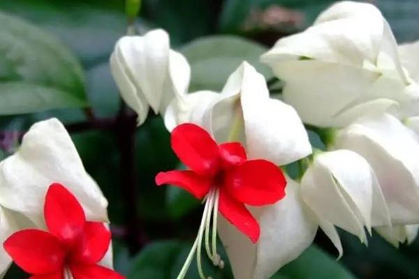 龙吐珠怎样修剪,可以采取打顶的方式