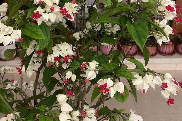 龙吐珠怎样修剪,可以采取打顶的方式