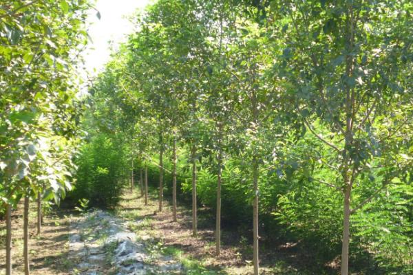 白蜡树的用途，可以养殖蜡虫还可以绿化环境