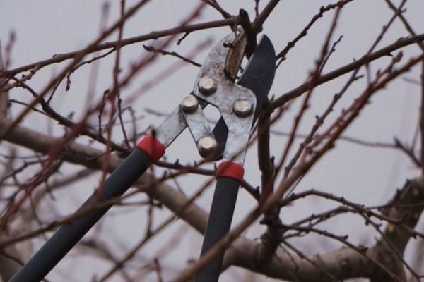 桃树修剪方法,选择6-7月份修剪为佳