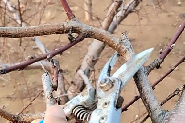 桃树修剪方法,选择6-7月份修剪为佳