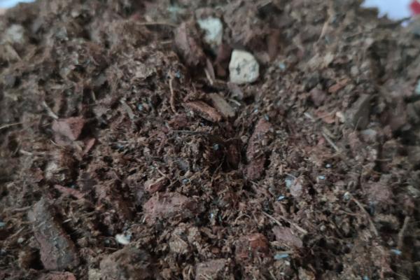 金鱼吊兰用什么土养,可选择腐叶土、草炭土、泥炭土与河沙混合