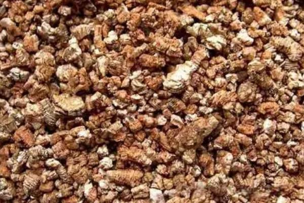 金鱼吊兰用什么土养,可选择腐叶土、草炭土、泥炭土与河沙混合