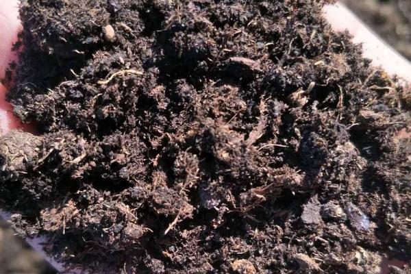 金鱼吊兰用什么土养,可选择腐叶土、草炭土、泥炭土与河沙混合