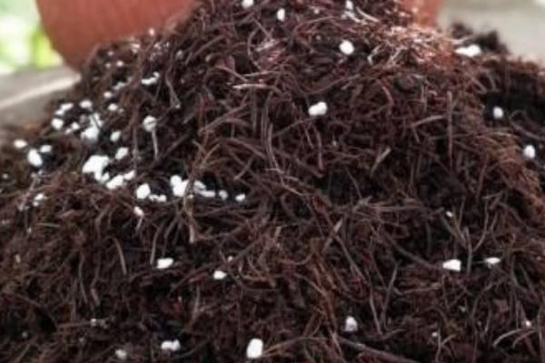 金鱼吊兰用什么土养,可选择腐叶土、草炭土、泥炭土与河沙混合