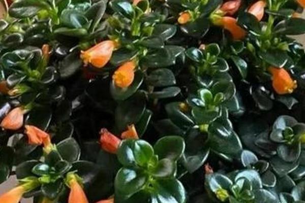 金鱼吊兰用什么土养,可选择腐叶土、草炭土、泥炭土与河沙混合