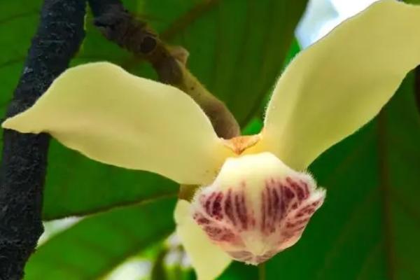 银钩花属于乔木还是灌木，属于乔木