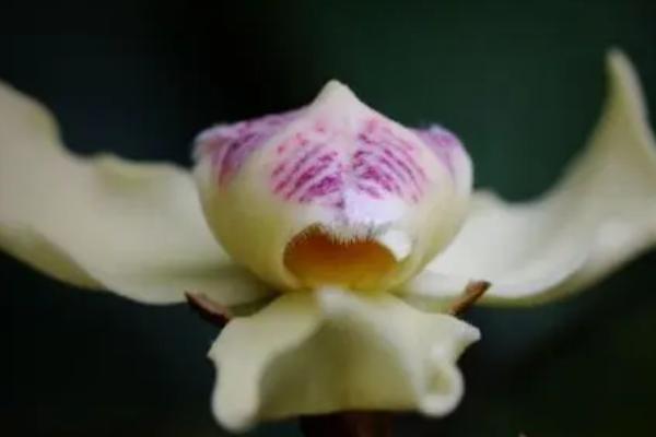 银钩花属于乔木还是灌木，属于乔木