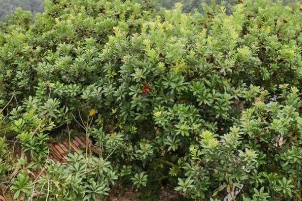 东魁杨梅的种植技术,生长过程中需要充足的养分