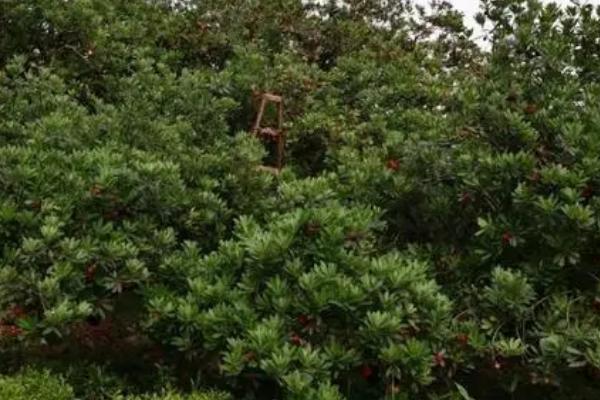 东魁杨梅的种植技术,生长过程中需要充足的养分