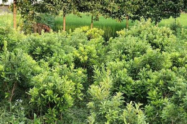 东魁杨梅的种植技术,生长过程中需要充足的养分