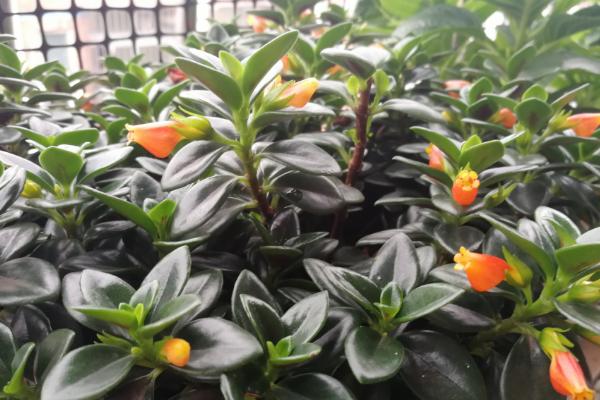 金鱼吊兰怎么养,养护时需要把控浇水量