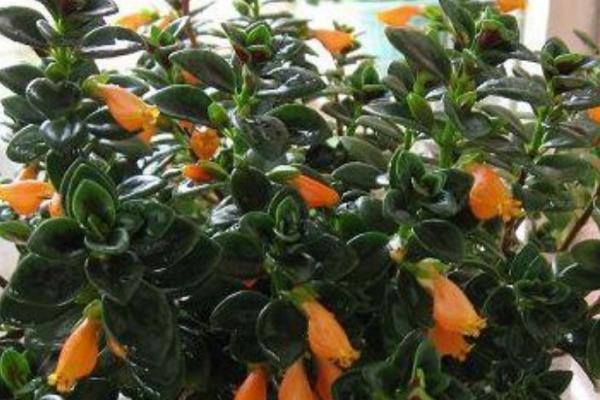 金鱼吊兰怎么养,养护时需要把控浇水量