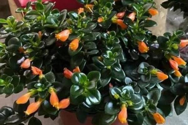 金鱼吊兰怎么养,养护时需要把控浇水量