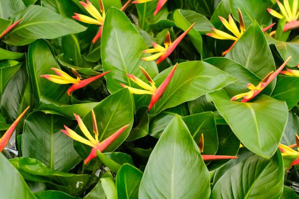 怎么对天堂鸟浇水，生长期间每隔2-3天浇1次即可