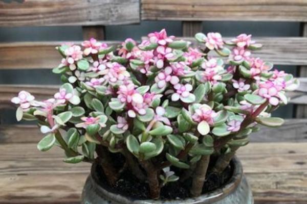 雅乐之舞的花语,沉默的爱、光明、热烈均是它的花语