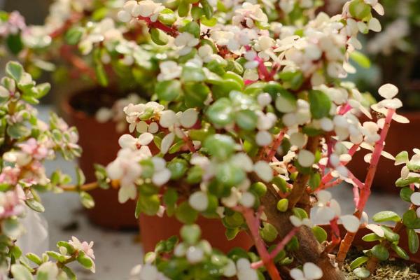 雅乐之舞的花语,沉默的爱、光明、热烈均是它的花语